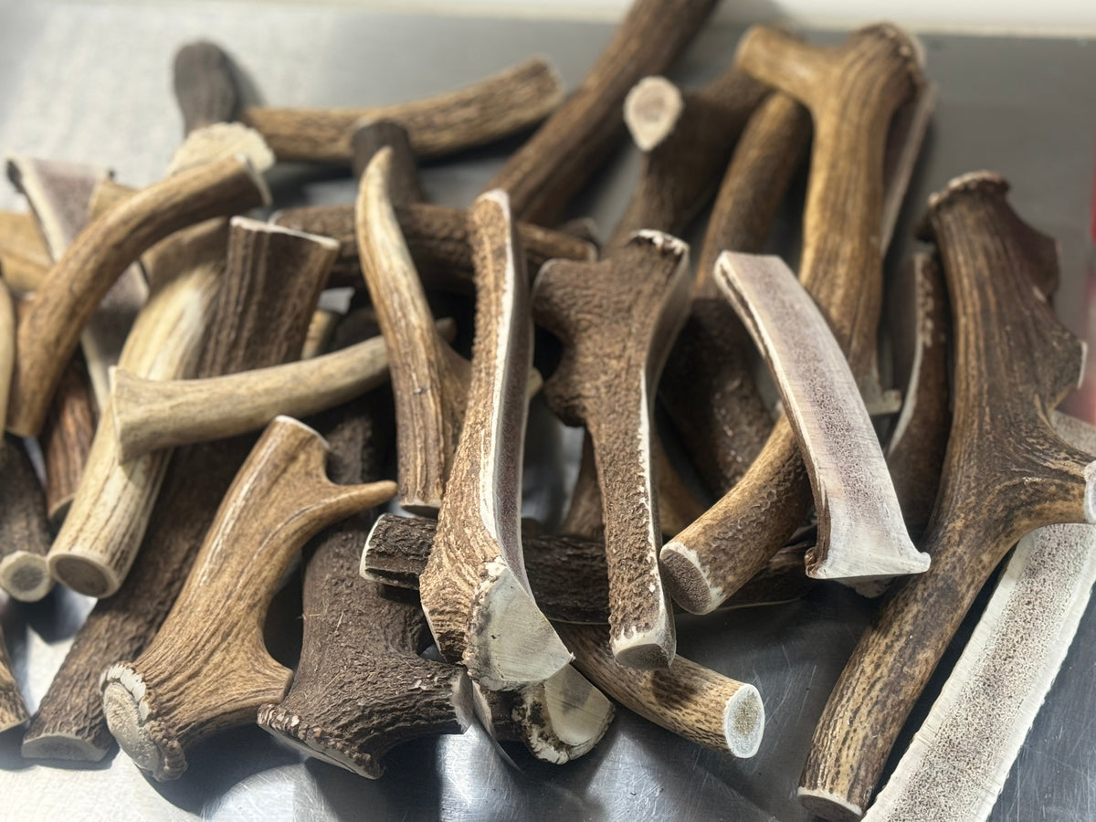 Large Deer Antlers