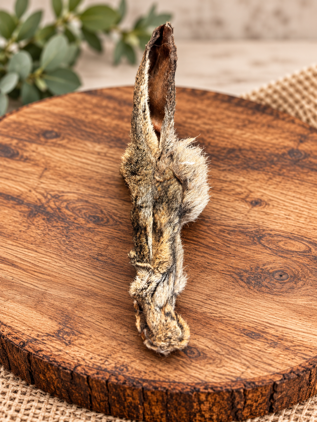 Hairy Rabbit Ears