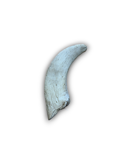 Lamb Marrow Horn 2 pack